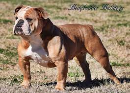 Socalbulldogs' kennel is located in bakersfield, california. Olde English Bulldogge Breeders Shipping To California