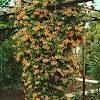 Grows to 10ft h x w. 1