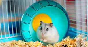 How Long Do Hamsters Live A Complete Guide To Hamster Lifespan