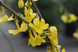 Image result for Jasminum nudiflorum