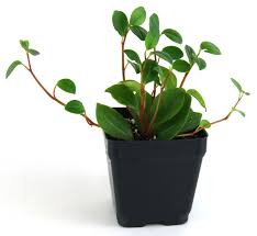 Peperomia Glabella Peperomia Terrarium Plants For Sale Plants