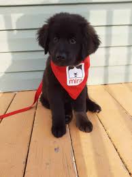 Famille d'accueil pour chien mira. Kili Le Chien Mira Qui Facilite L Integration Journal Le Placoteux