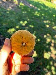 Alright all my fruit ninjas, ID please