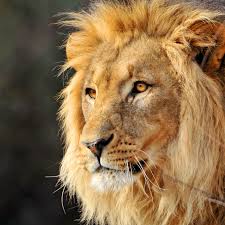Physically, lions are a tawny golden color, and are the only cats whose sexes can be told apart at a distance. 6 Types Of Lions Endangered And Extinct