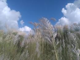 Image result for Chascanum