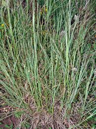 Image result for Brachychloa