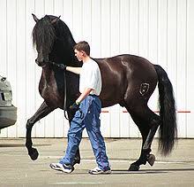 I specialize in breeding youngsters with correct conformation, type. Andalusian Horse Wikipedia