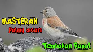 Masteran Paling Dicari Linnet Gacor Tembakan Rapet Youtube Burung Cantik Burung Linnet