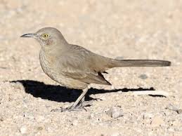 Image result for Trachyandra burkei