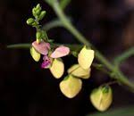 Image result for Polygala sphenoptera