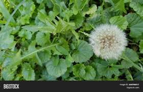 We did not find results for: Dandelion White Flower Image Photo Free Trial Bigstock