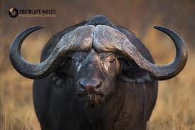 Big Horns By Mario Moreno Photo 206274399 500px African Buffalo Big Animals African Wildlife Photography