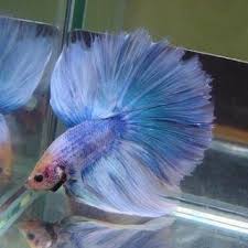 Betta Fish Neon Tetra Disease Betta Fish Betta Fish Tank Betta
