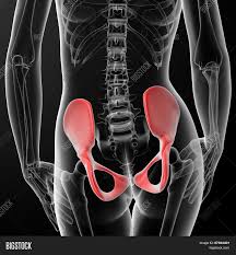 Pain in your upper or lower back, groin, buttocks, and thighs 7 3d Render Female Hip Image Photo Free Trial Bigstock