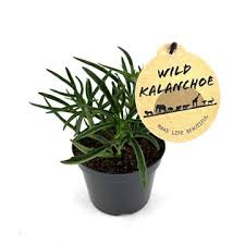 Image result for Kalanchoe laciniata