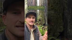 The Biodiversity of Coast Redwood Forests