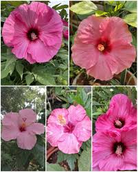 Image result for Corchorus velutinus