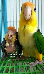 Pin By Solmacastillo On Pet Birds Funny Parrots Funny Bird Pictures Parrot