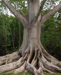 Image result for Ceiba pentandra