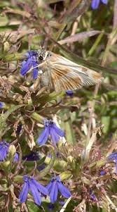 Image result for Lobelia stuhlmannii