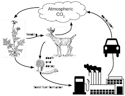 Perfect for use when both teaching the topic area and also when revising. The Carbon Cycle Model