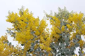 Image result for Acacia podalyriifolia
