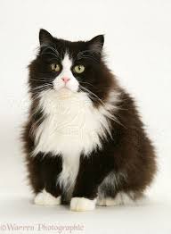 Black And White Persian Cat Cat Whisperer Persian Cat White Popular Cat Breeds White Cats