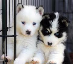 Baby Black And White Pomsky Portland Pomskies Review Oregon Pomsky Breeder Cute Animals Cute Dogs Baby Animals