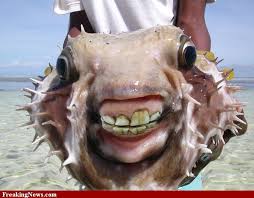 Fish Pictures Freaking News Weird Sea Creatures Ocean Creatures Deep Sea Creatures