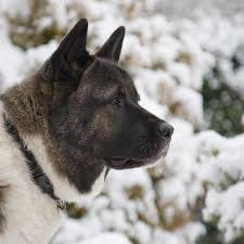 Avaks akita villa x м. Caring For An American Akita