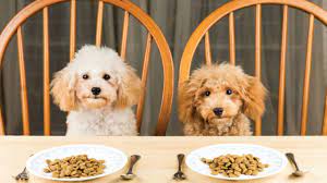 Can Dogs Eat Quinoa Is It Good For Dogs Or Not Barking Royalty