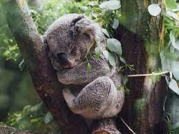 Often called a koala bear, they are actually marsupials not koala bears. Koala Tea Trivia For National Trivia Day Www Akronzoo Org