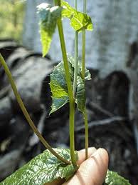 Image result for Senecio latifolius