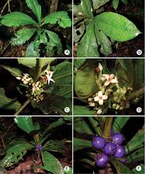 Image result for Pavetta sp. F