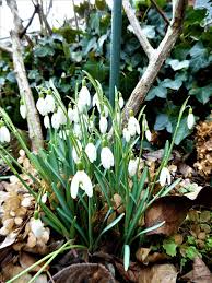 Schneeglöckchen sind die ersten blumen, die aus der schneedecke hervorsprießen, sobald es etwas wärmer wird und die lichtintensität zunimmt. Heidis Grune Ecke Hilfe Fur Nicht Bluhende Schneeglockchen