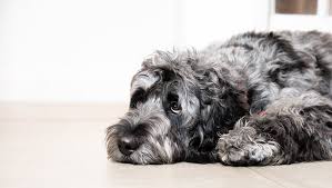Natural dewormers for dogs help get rid of harmful worms in dogs and cats come in many shapes and sizes. Worms In Dogs Causes Symptoms Treatment Purina