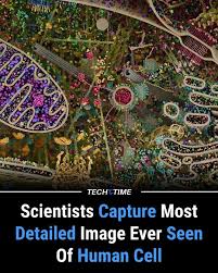 Image result for Secamone africana