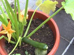 Coltivare lo zucchino in vaso è molto semplice, è un ortaggio che si presta bene per la coltivazione sul balcone o in giardino anche se ha bisogno di contenitori di una certa profondità. Zucchine Sul Balcone Orto In Balcone Coltivare Zucchine Sul Balcone