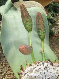 Image result for Welwitschiella