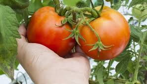Ultimate Guide 25 Best Plants To Grow With Aquaponics Whyfarmit Com