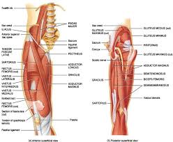 The gluteus maximus is the large muscle of the buttock. Why Hip Flexors Are Tight And Why Your Hips Pop Sparta Science