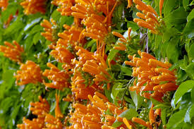 Image result for Pyrostegia