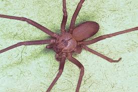 Brown recluse spider control can take months to achieve, but it is possible using good integrated pest management techniques. Getting To Know The Brown Recluse Spider