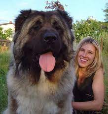 30 gigantic dogs in the world you wona t believe are actually real dogs giantdogs adorablepets cutedogs hulkthepitbull dogs giant dogs hulk the pitbull