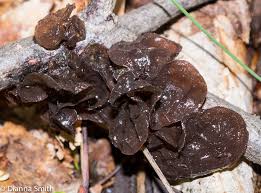 Image result for Exidia sp.