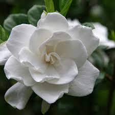 Gardenia Edible Perfume Spray Gardenia Plant August Beauty Gardenia Flower Guide