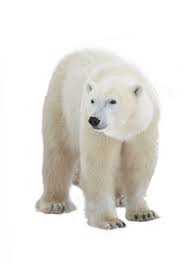 Polar Bear Definition And Meaning Collins English Dictionary