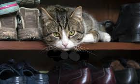 Cara tak nak bagi kucing naik atas kereta. 8 Cara Hilangkan Bau Kencing Kucing Yang Kuat Menyengat Stres Dibuatnya