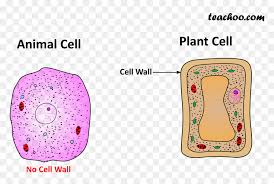 Unlike the eukaryotic cells of plants and fungi, animal cells do not have a cell wall. Both Plant And Animal Cell Wall Plant Cell With Cell Wall All Hd Png Download Vhv