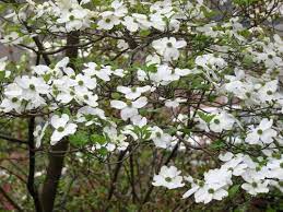 Check spelling or type a new query. Georgia Backyard Nature Trees And Shrubs